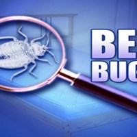 Портфолио Ferin Cater