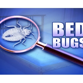 Bug Experts And Removal: Ferin Cater